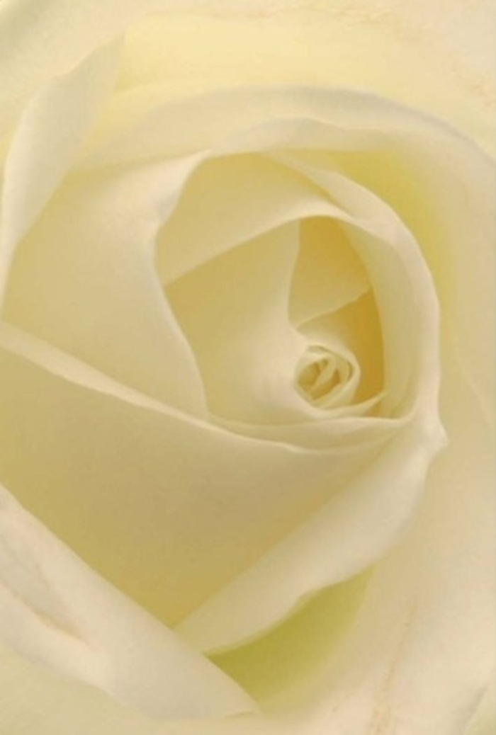 Drawn in close, this classic white rose arranged by the talented florists of Bickley reveals its masterful layering-petals of cream and ivory blending with delicate precision. The lighting, natural and gentle as a midday stroll through Jubilee Country Park, illuminates each fold, bringing forth an inner radiance that seems to flow from the bloom's heart. The composition is all tranquility and refinement, with the silken matte of each petal echoing the touch of fine porcelain or soft parchment. This rose's elegantly spiraled core imparts notions of purity and inner strength, while subtle shadows and gradients speak of expertise and intention. Perfect for wedding centrepieces, romantic gestures along Widmore Road, or profound apologies, the bouquet offers an unspoken fragrance-serene, clean, and welcoming. Available for same-day delivery across Bickley and the greater Bromley area, each arrangement embodies both the art of the florist and the spirit of the neighbourhood it serves.